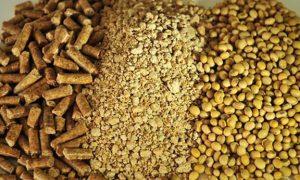 بر اساس اعلام معاونت توسعه بازرگانی وزارت جهادکشاورزی سقف کلی واردات دانه های روغنی و کنجاله، افزایش یافت.