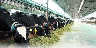 پیش بینی بازار ۸۴ میلیارد دلاری تجهیزات دامپروری تا ۲۰۳۲