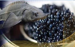 دستیابی به فناوری جدید در تکثیر مصنوعی ماهیان خاویاری 
